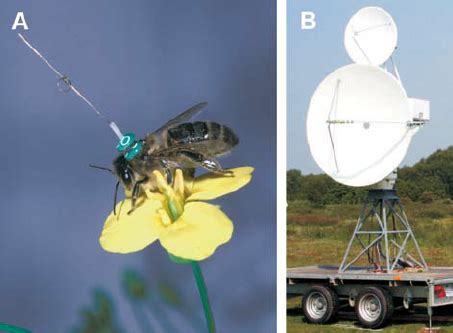 Tracking Insects with Harmonic Radar: a Case Study 